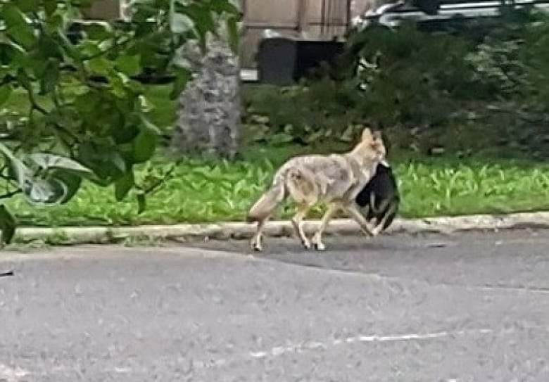 Coyote carrying an animal down a residential street. 