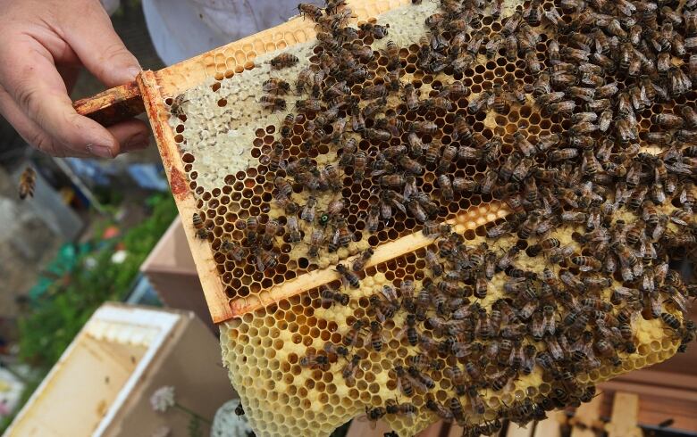 Close-up of hundreds of bees on a hive.