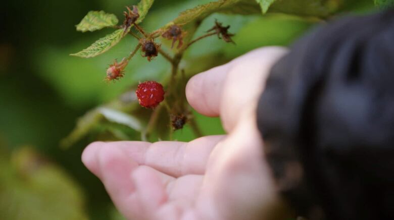 A hand reaching in to pick a rasberry from a bush