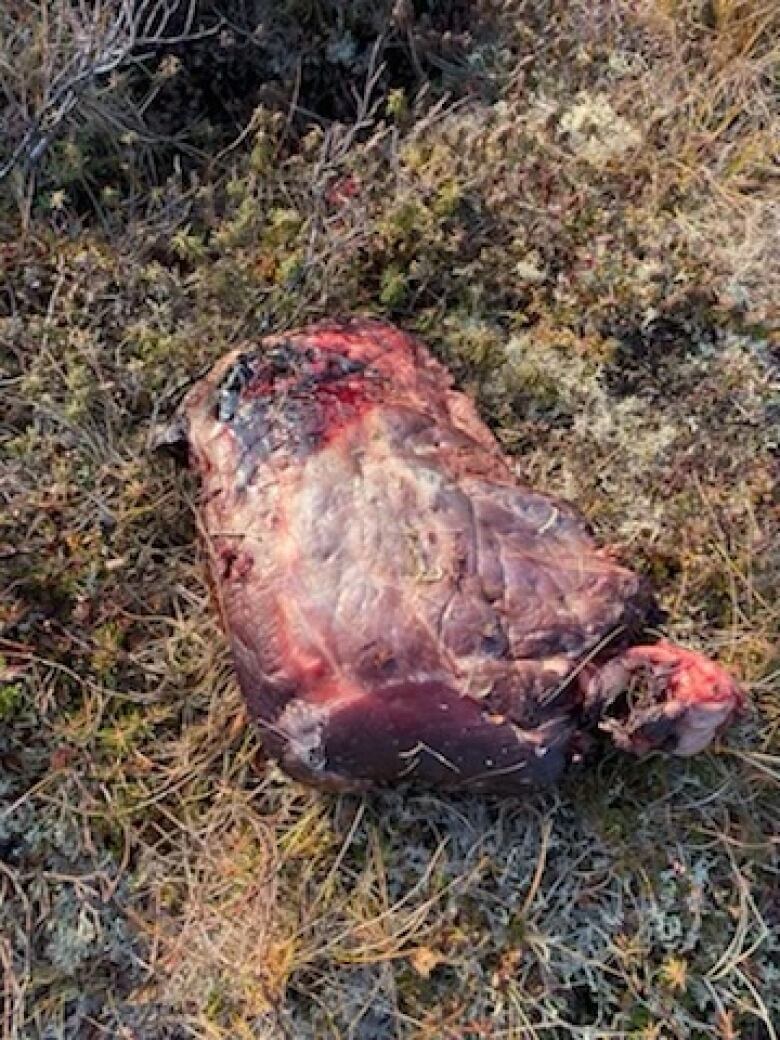 A large piece of meat sits on the ground.