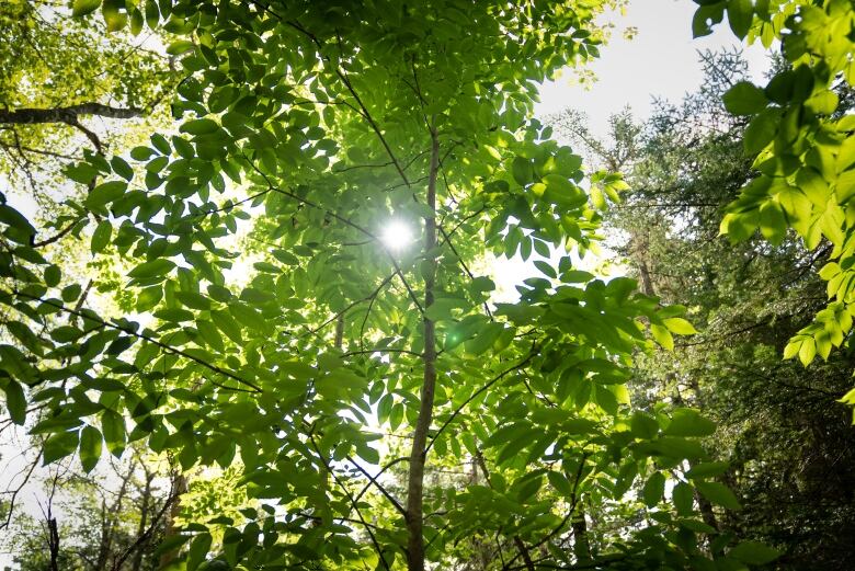 The sun shines through some trees