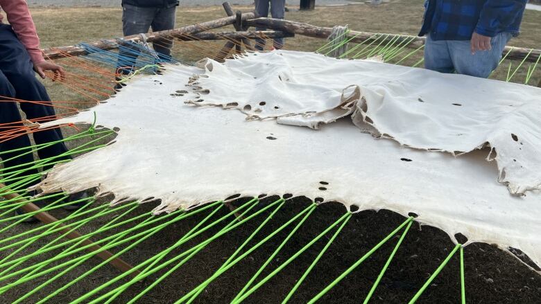 A section of moose hide is stretched so it can be tanned.