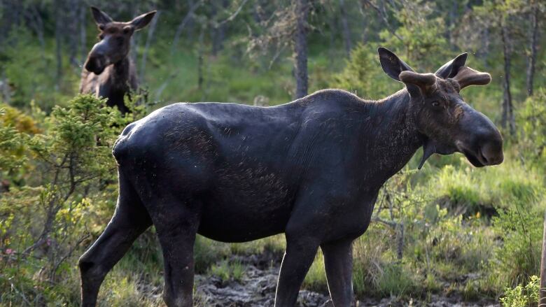 Two moose stand in a wooded area.