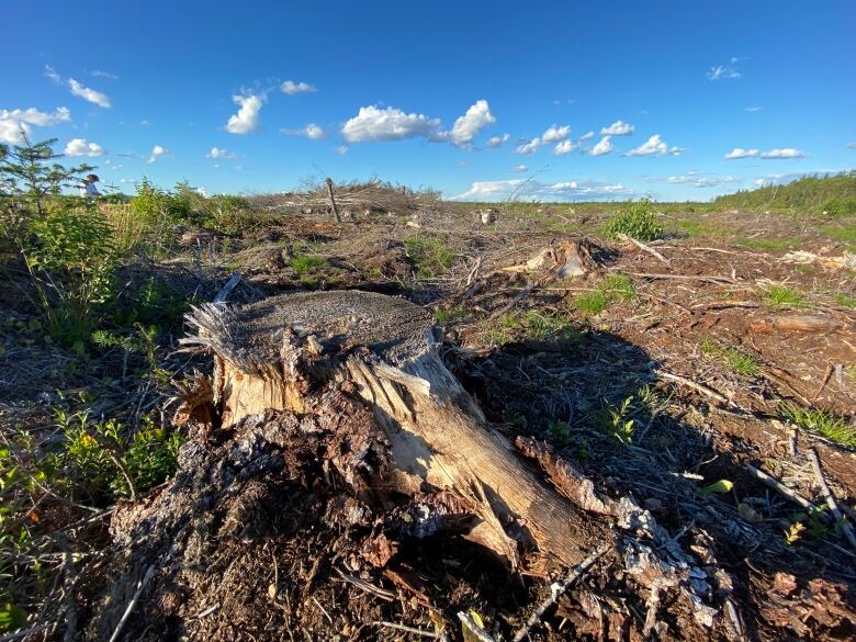 A tree stump.