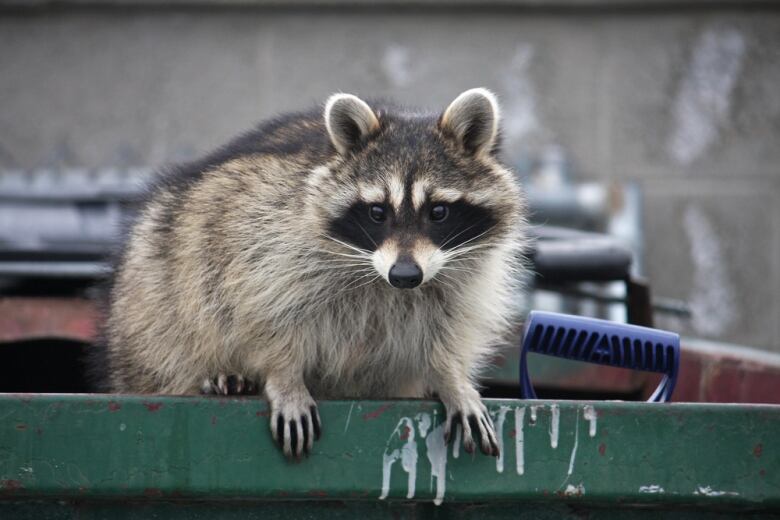 A raccoon standing in a garbage bin.