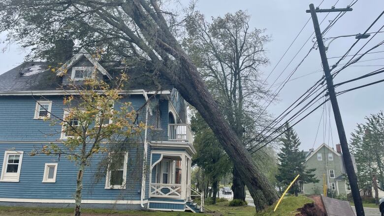 A tree is ripped out of the ground, resting on a house, with power lines caught in the branches