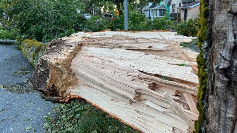 A large tree blocks a street.