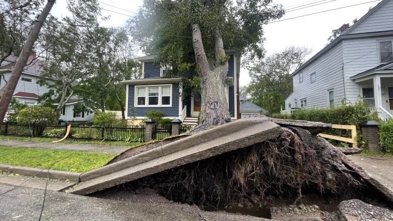 The roots of a tree push up the sidewalk and curb of a street, while the tree rests on a house.