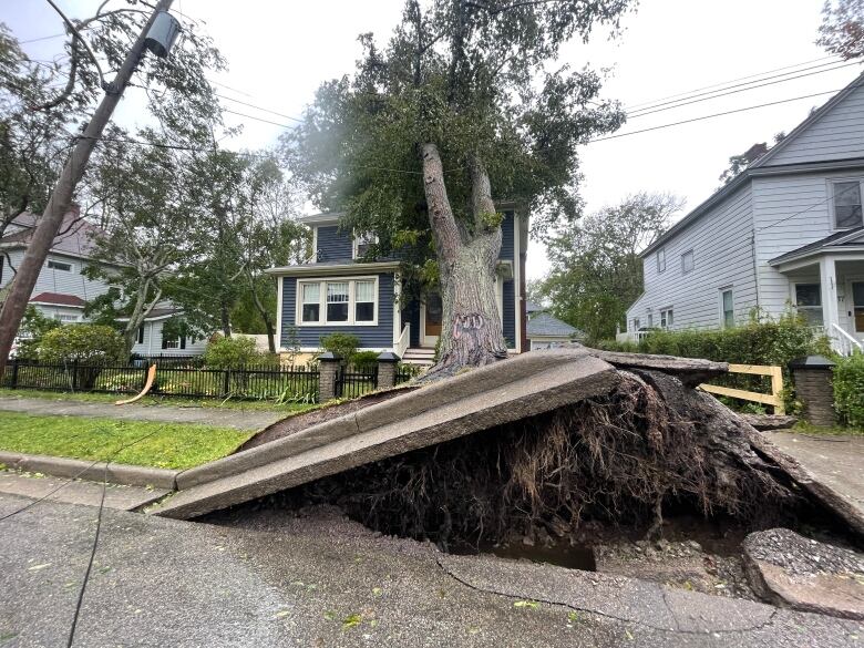 The roots of a tree push up the sidewalk and curb of a street, while the tree rests on a house.