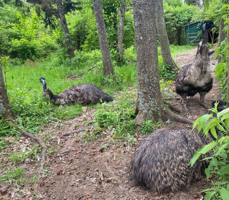 Three emus seen in their fenced enclosure before Fiona.