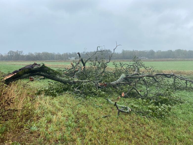 A tree lies on the ground, its trunk split open and large branches broken off.