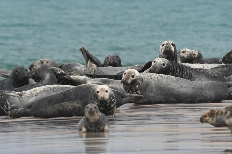 Grey seals, both large and small, lie on the sand of a beach.