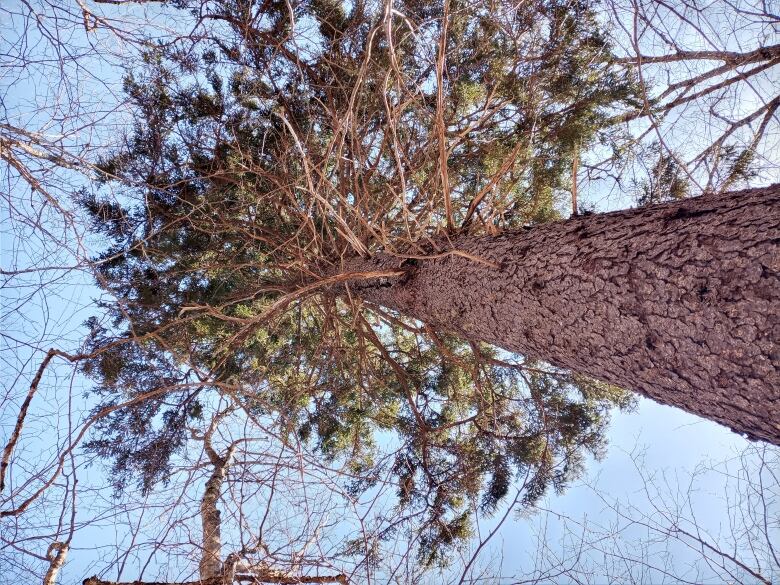 A large spruce tree