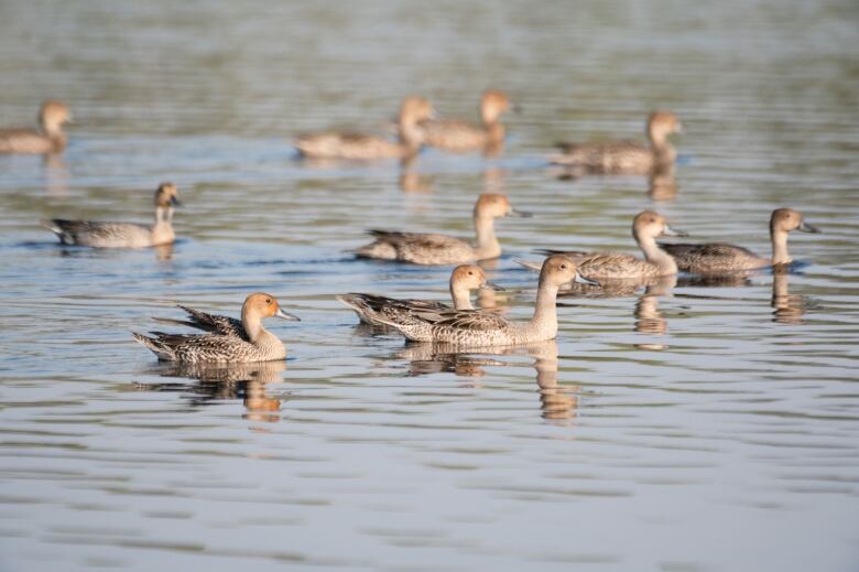 Ducks float along the water of a lake. 