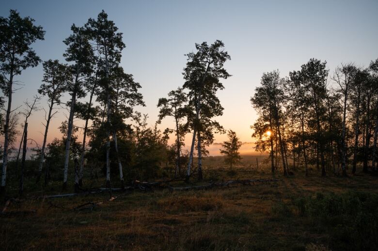 A sunset glows orange behind a cluster of trees. 