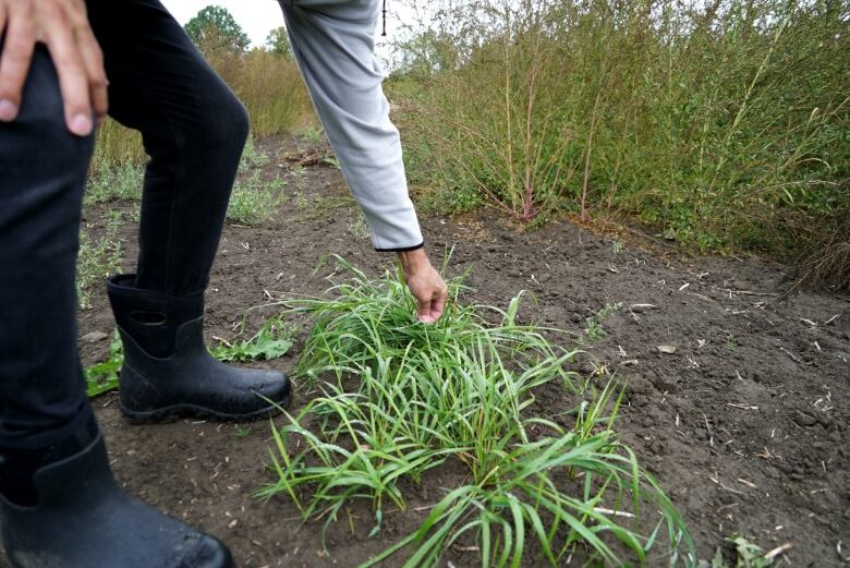 A man picks a strand of sweet grass in a field.