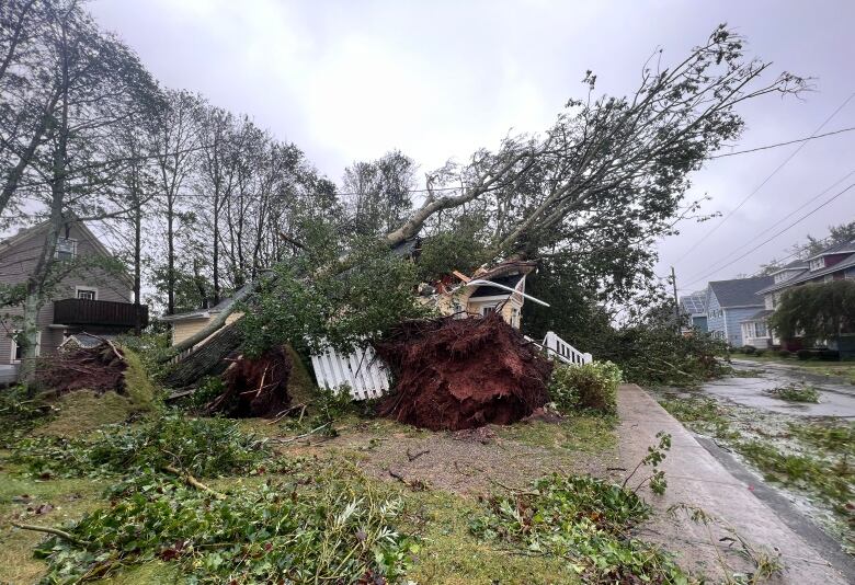 Trees fallen down on house.