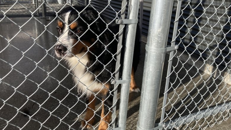 a dog sits in a cage 