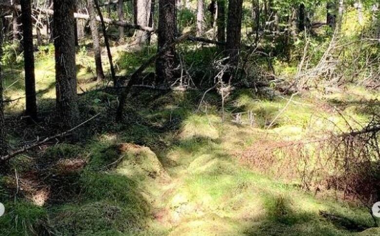 Pelletier says this is a good spot to harvest the spruce roots, with lots of green sphagnum moss covering the ground.