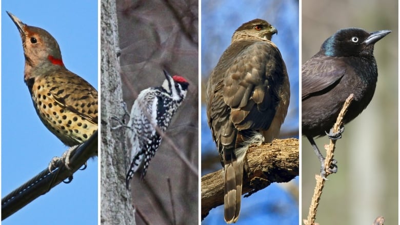 Four birds in split screen