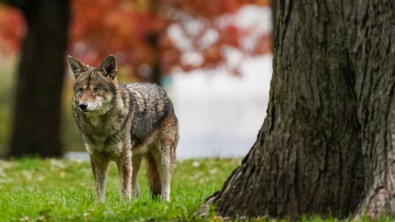 A coyote stands next to a tree.