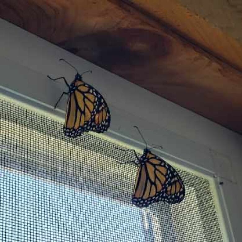 Two monarch butterflies hang from a screen inside. 