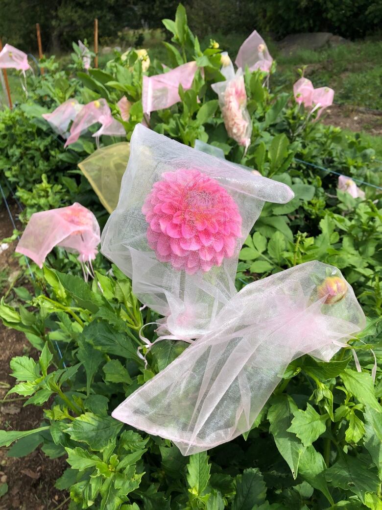 Pink dahlias covered with gauze bags.