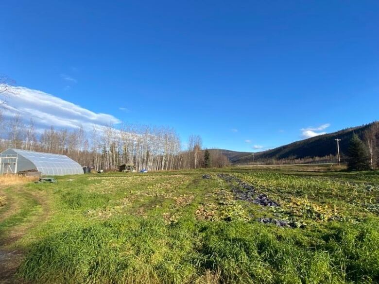 A field at the TH Farm after the produce has been harvested.