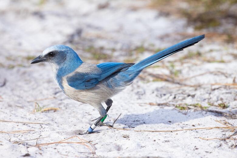 The Florida Scrub Jay, seen here, is listed as vulnerable on the IUCN's Red List of Threatened Species. 