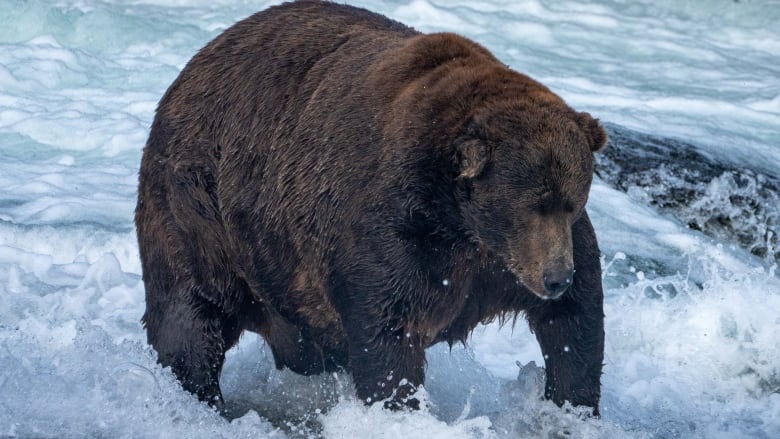 A giant bear splashes in a river.