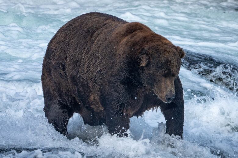 A giant bear splashes in a river.