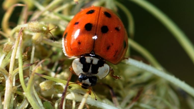 Picture of a bug that looks like a lady bug