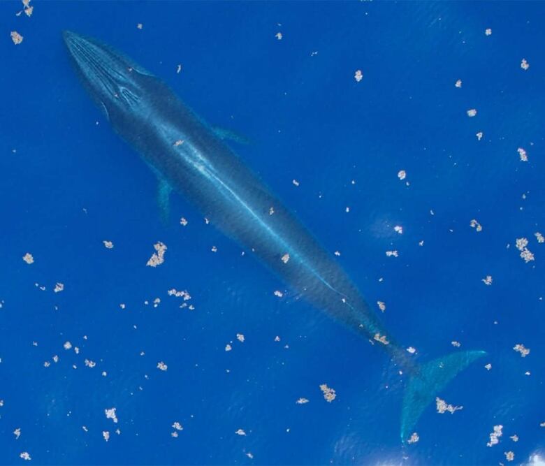 An aerial shot of a long, slender grey whale swimming just beneath the ocean's surface.