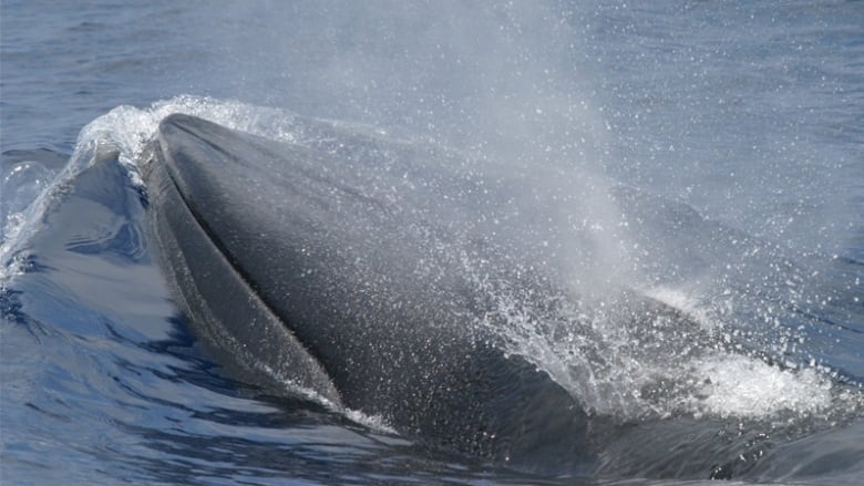 The pointed nose of a gray whale breaks the surface of the water.