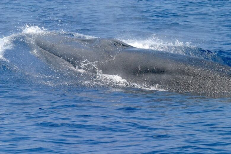 The head and back of a long gray whale breaks the surface of the water.