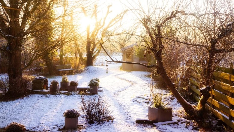 a backyard garden in early morning with bare leaves and a light snowfall on the ground and plants