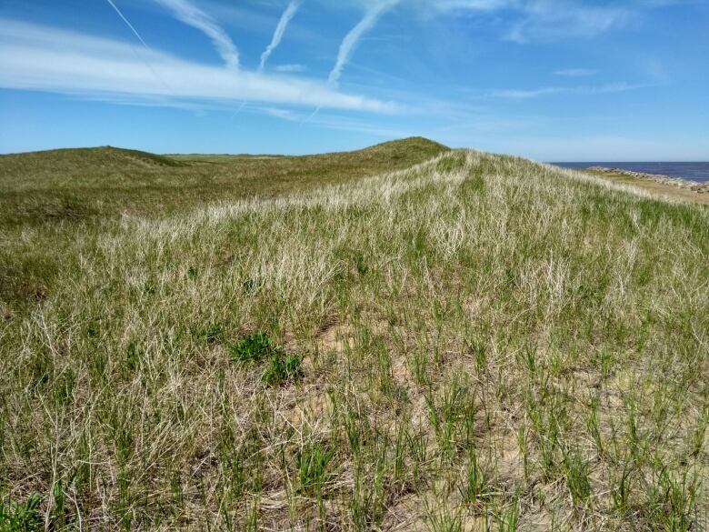 Rolling sand dunes covered in grasses are shown.