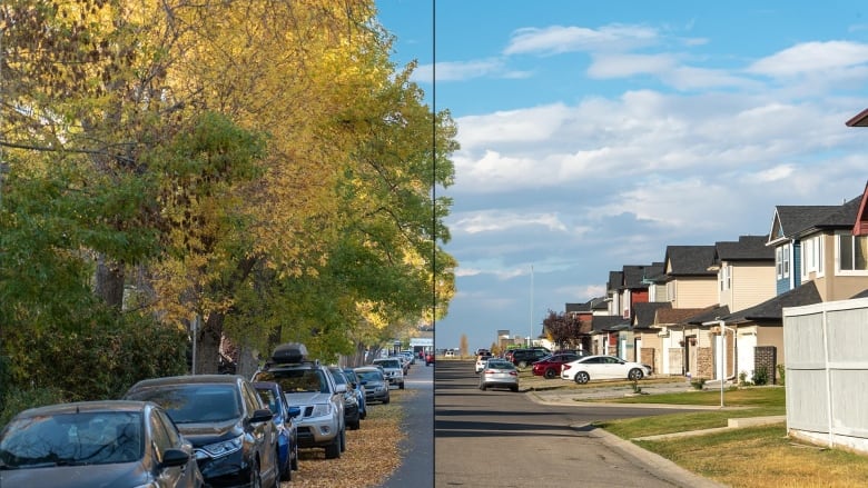 This is a composite image of two neighbourhoods. On the left, you see full fall colours towering over cars parked. On the right, you see the blazing sun and sky on a nearly treeless street.