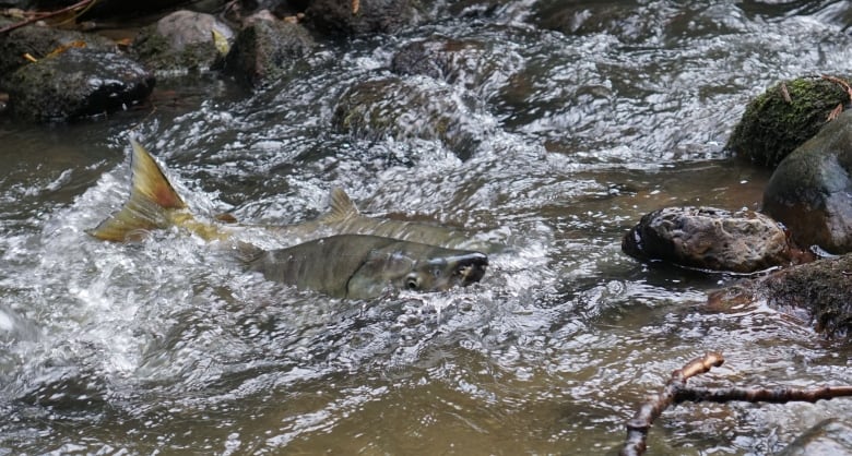 A fish splashing in a shallow creek.