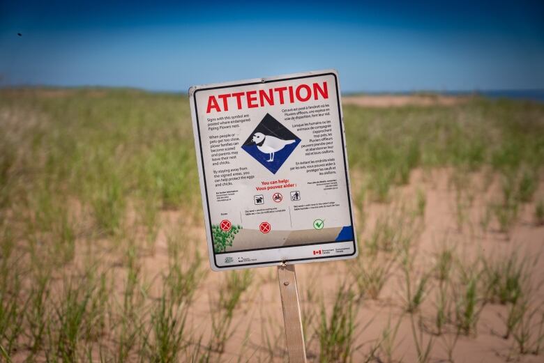 A sign warning beachgoers they are near a piping plover nest.