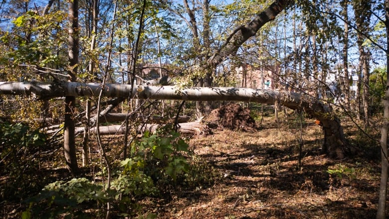 Trees down in Victoria Park