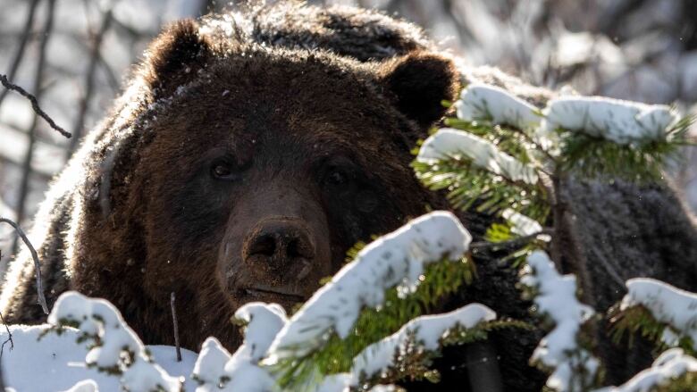 The face of a large grizzly bear is seen close up.