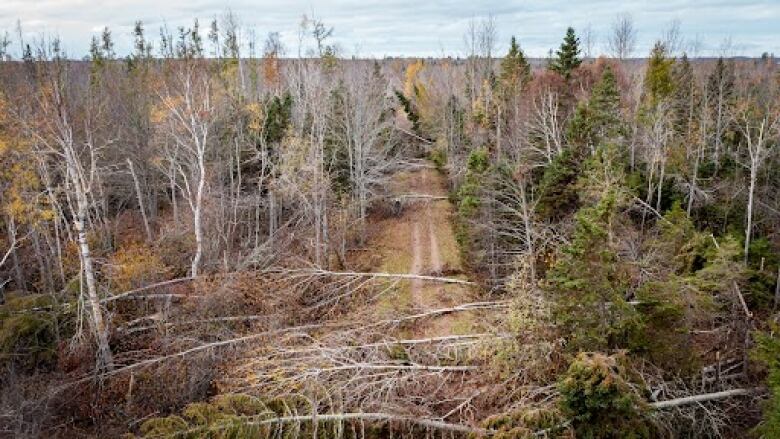 Fiona left downed trees across many trails on P.E.I.