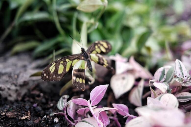 Closeup of a butterfly and a flower.