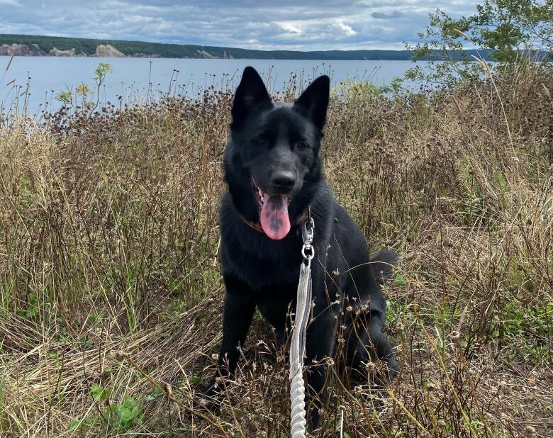 A black Labrador retriever sits on a leash in a grass field. The dog's tongue is sticking out as it poses for a photo.