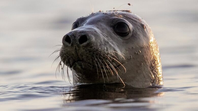 A close-up of a seal's face as it pops its head above the water. 