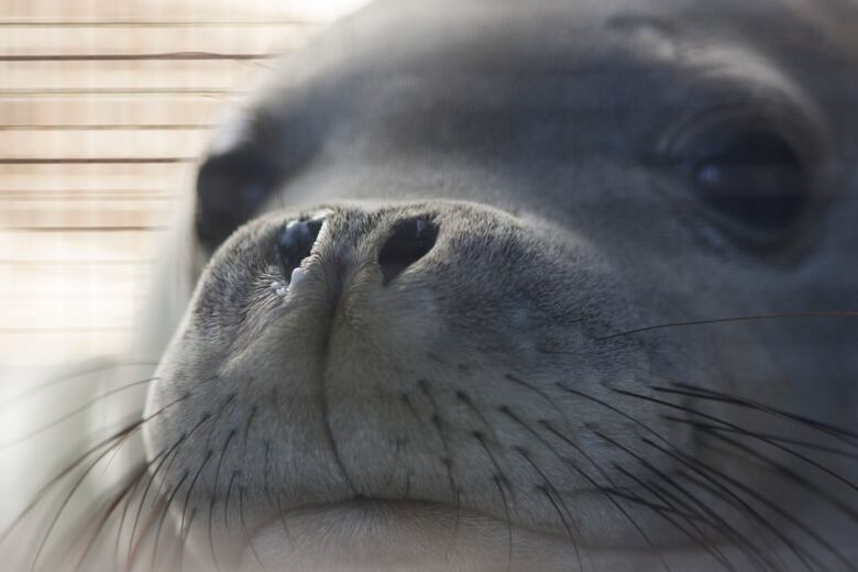 A close-up of a seal's face.