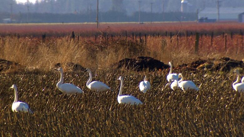 A number of geese in a field.