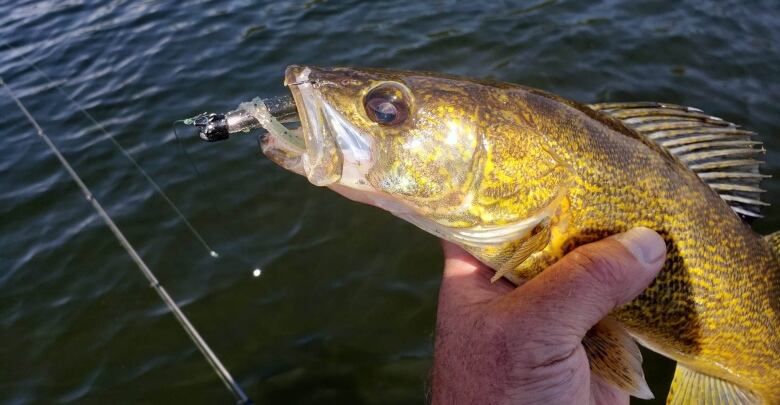 A hand holds a fish over a body of water.