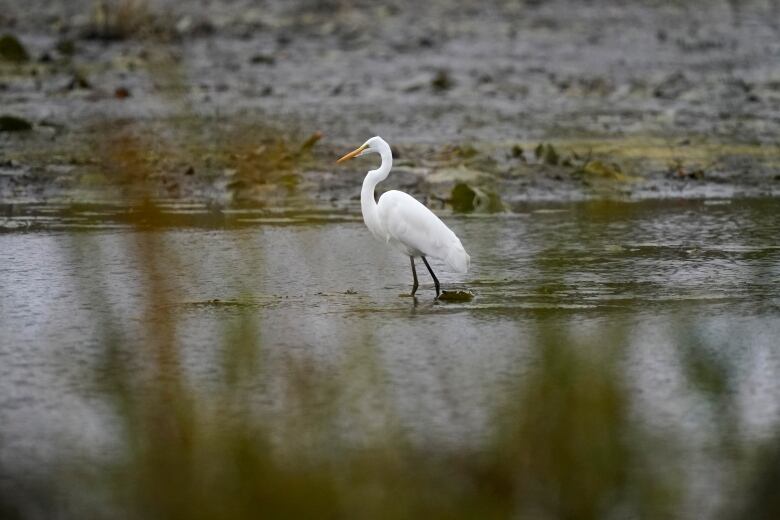 A great big white bird on long legs stands in water. 